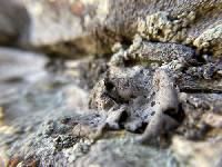 Umbilicaria torrefacta image