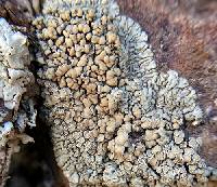Protoparmeliopsis garovaglii image