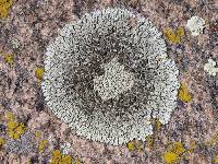 Protoparmeliopsis garovaglii image