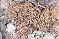 Psora tuckermanii image