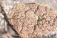 Psora tuckermanii image