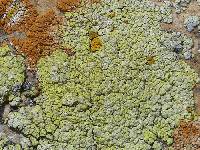 Acarospora stapfiana image