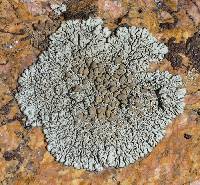 Protoparmeliopsis garovaglii image