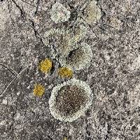 Protoparmeliopsis garovaglii image