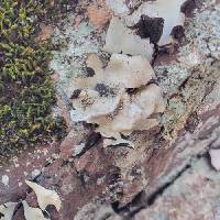 Umbilicaria americana image