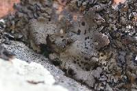 Umbilicaria torrefacta image