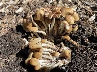 Coprinellus saccharinus image