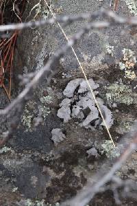 Umbilicaria americana image