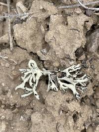Xanthoparmelia chlorochroa image