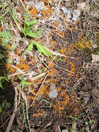 Thelebolus terrestris image