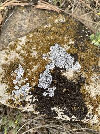 Acarospora strigata image