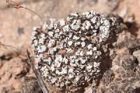 Psora cerebriformis image