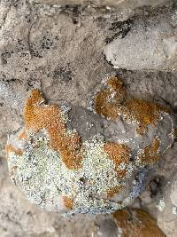 Acarospora stapfiana image