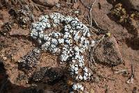 Psora cerebriformis image