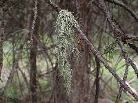 Evernia divaricata image