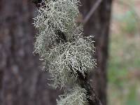 Usnea perplexans image