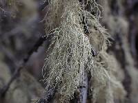 Usnea perplexans image