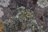 Protoparmeliopsis peltata image