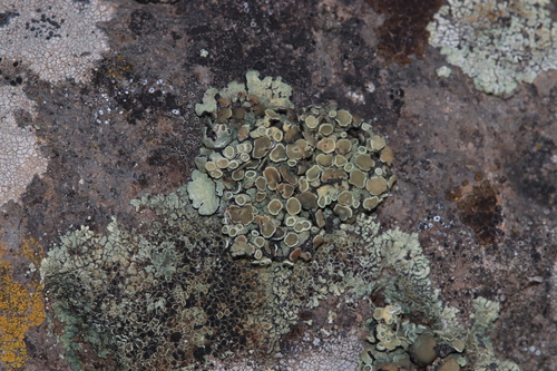 Protoparmeliopsis peltata image