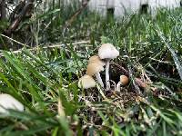 Candolleomyces candolleanus image
