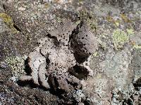 Umbilicaria virginis image