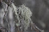 Usnea perplexans image