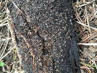 Sclerencoelia pruinosa image