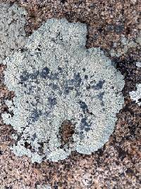 Rhizoplaca novomexicana image