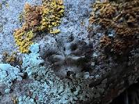Umbilicaria torrefacta image