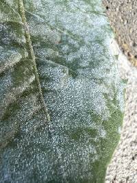 Podosphaera erigerontis-canadensis image