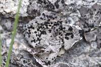 Umbilicaria virginis image