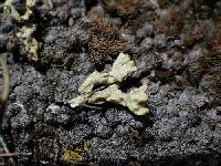 Pycnothelia papillaria image