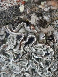 Umbilicaria virginis image