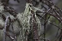 Evernia divaricata image