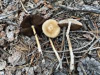 Psathyrella albanyensis image