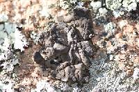 Umbilicaria torrefacta image