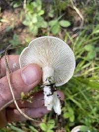 Clitopilus paxilloides image
