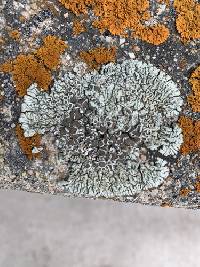 Protoparmeliopsis garovaglii image