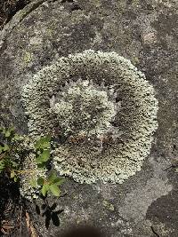 Xanthoparmelia coloradoensis image