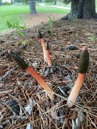 Phallus rugulosus image
