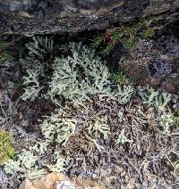 Pycnothelia papillaria image