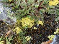 Vulpicida juniperinus image