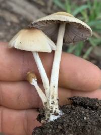 Candolleomyces candolleanus image