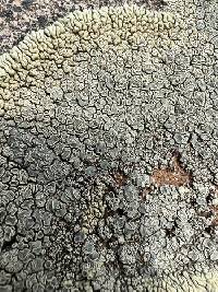Rhizoplaca novomexicana image