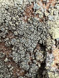 Rhizoplaca novomexicana image