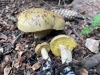 Boletus oregonensis image