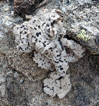 Umbilicaria virginis image