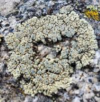 Rhizoplaca novomexicana image