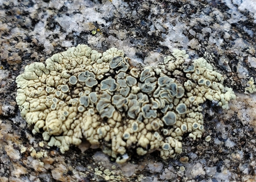 Rhizoplaca novomexicana image