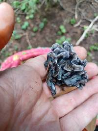 Polyozellus atrolazulinus image